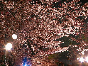 神戸夜桜通り抜け